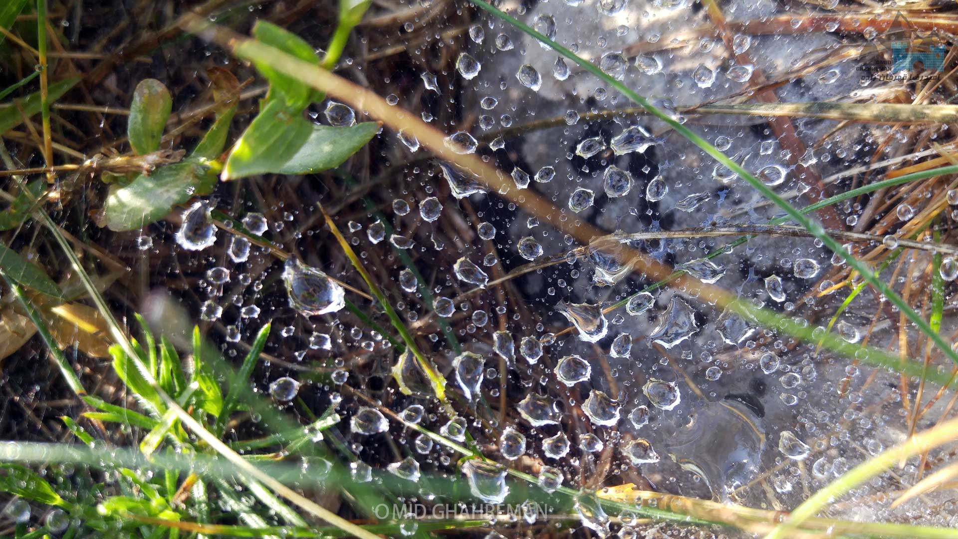 قطره های باران بر روی تار عنکبوت