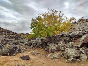 درخت در بین سنگ های آذرین