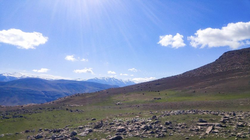 چرای گوسفندان بالای کوه قیه