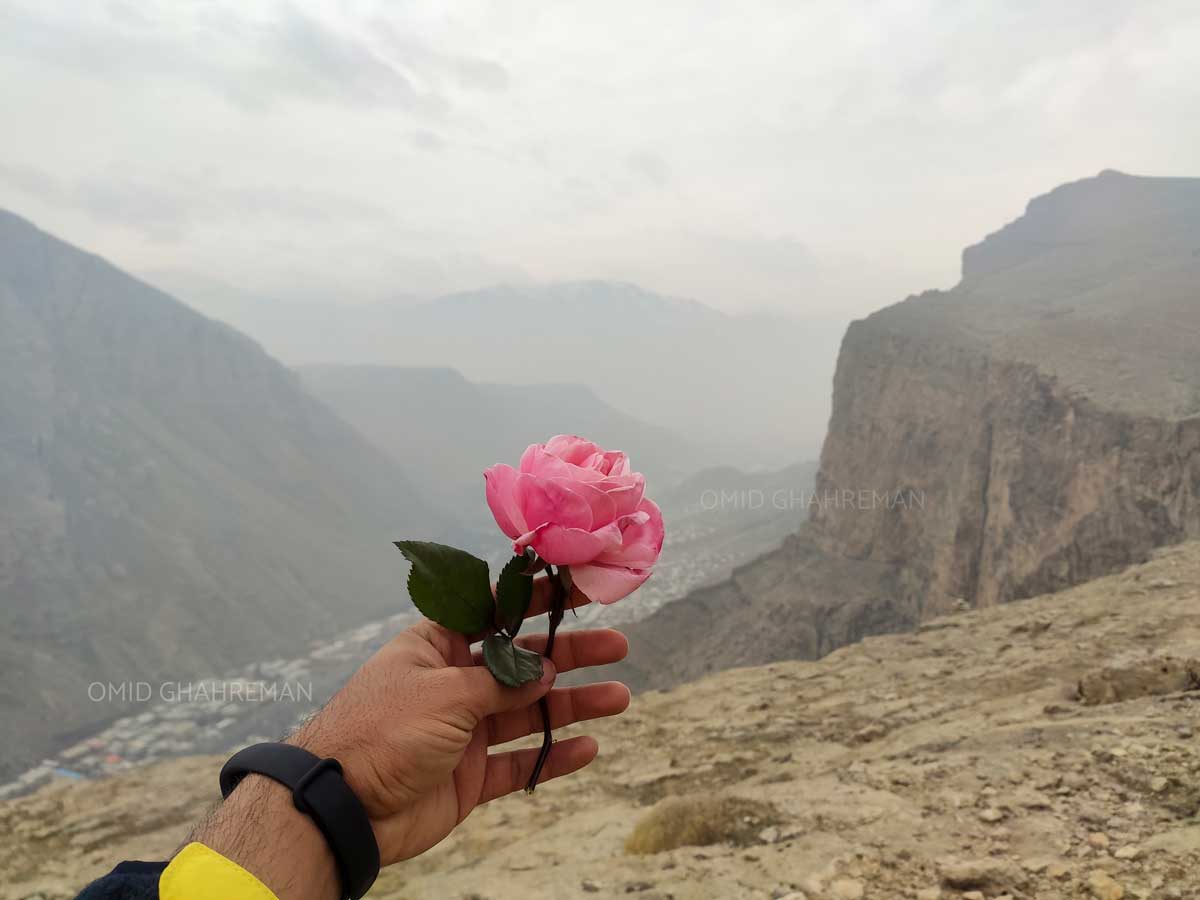 گل رز و کوهستان